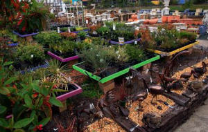 home gardening