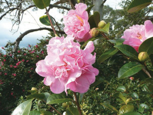 Camellias in the Garden 1.3