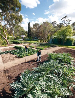 Home Gardening
