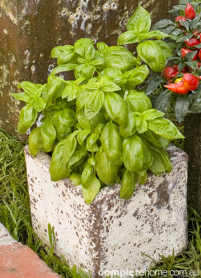 FoodGarden2