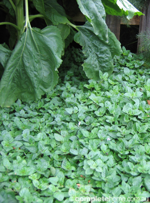 FoodGarden3