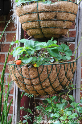 FoodGarden4