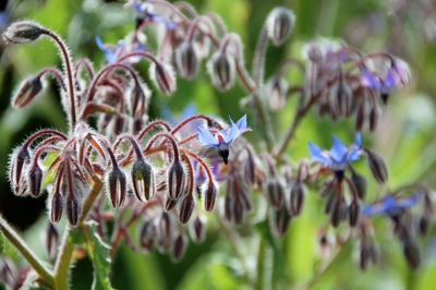 EdibleFlowers2