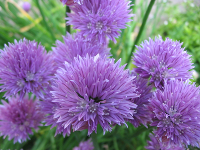 EdibleFlowers3