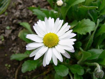 EdibleFlowers4